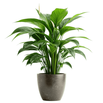 Monstera Albo